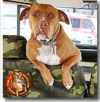 Red the Pit Bull Tester